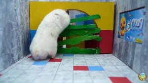 Хомячок убегает из лабиринта гигантских крокодилов! часть 8