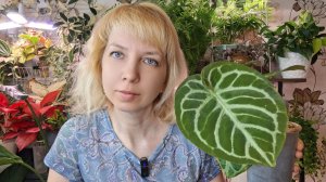 Тестируем новый грунт, мой уход за антуриумами