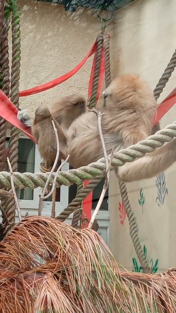 Гиббон белорукий