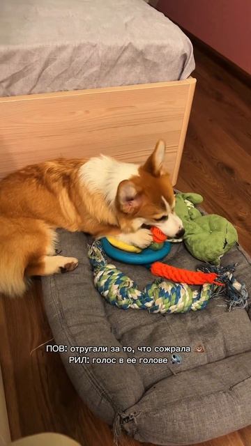 В блоге про жизнь с Моржом