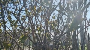 ПРОХЛАДНОЕ УТРО