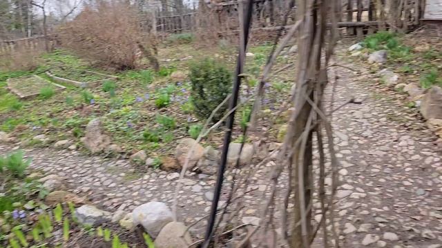 Оживление у моего ручья и совместная прогулка к бобровым плотинам