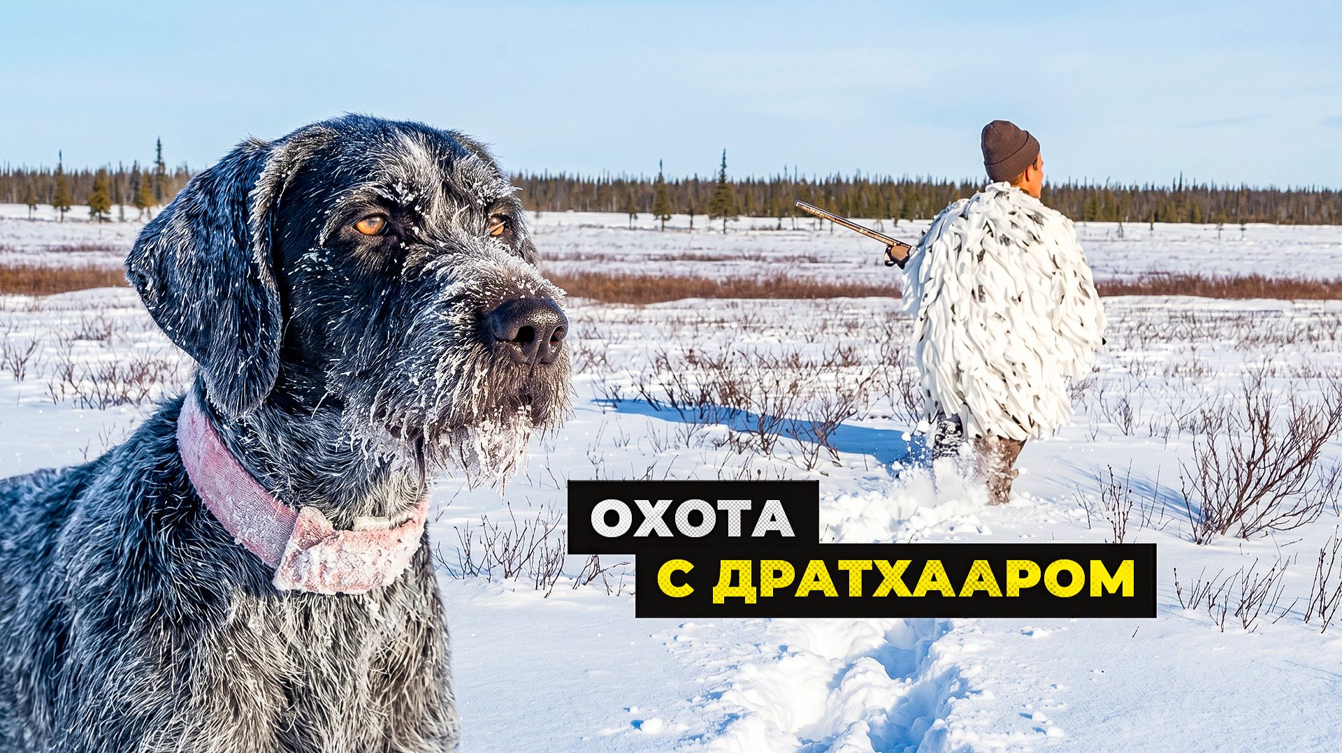 ОХОТА С ДРАТХААРОМ | С ПОЛЕМ!