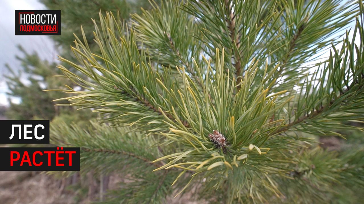 Более 350 тысяч деревьев высадили в Одинцове с 2014 года // 360 Одинцово