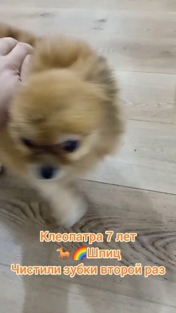 Клеопатра 7 лет, чистили зубки во второй раз, первый раз чистили долго