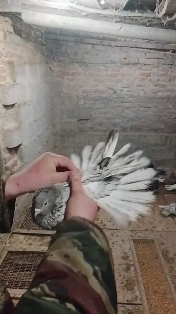 николаевские голуби