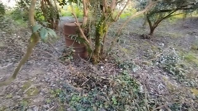 Самое эффективное удобрения это навоз