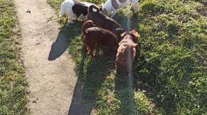 #скидки 50% щенки чихуахуа до года #купить_щенка_чихуахуа_продаю +79215950848