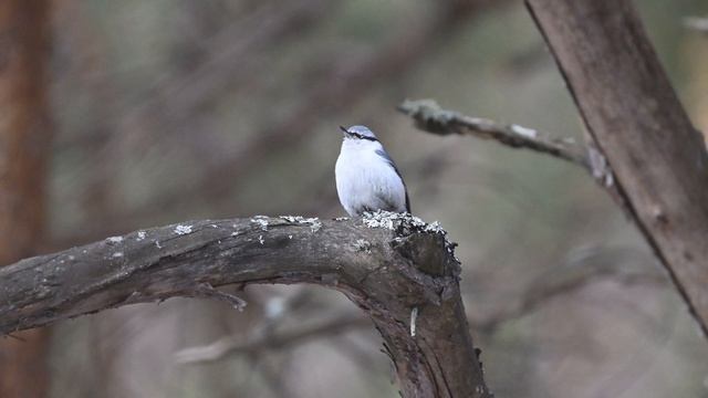 Внсенняя песня поползня