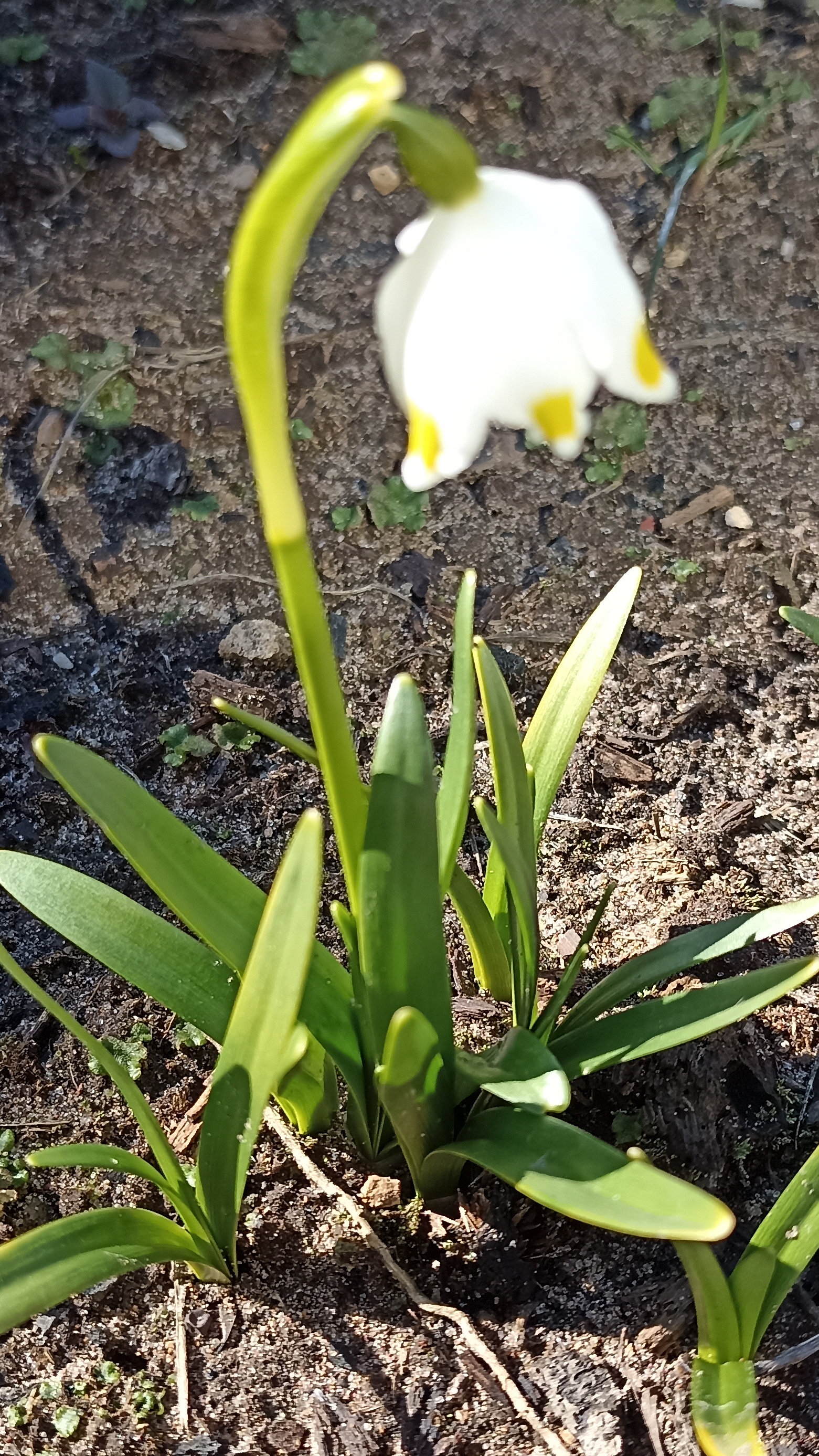Белоцветники колышет апрельский ветерок.