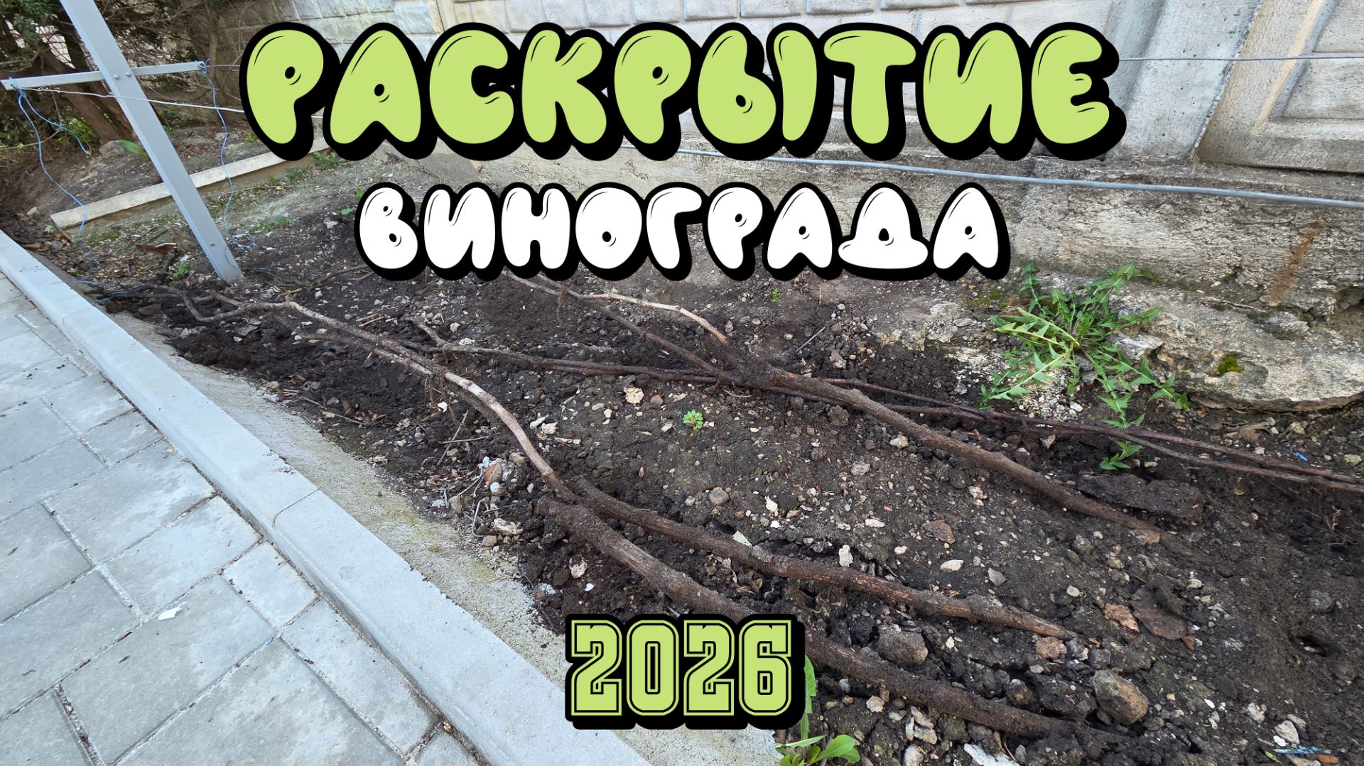 ВРЕМЯ РАСКРЫВАТЬ виноград.