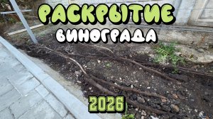 ВРЕМЯ РАСКРЫВАТЬ виноград.