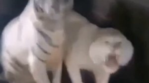 Не бойтесь ее, я уже 10 лет с ней живу