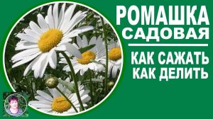 Ромашка садовая. Размножение весной. Зачем , когда и как это сделать правильно.