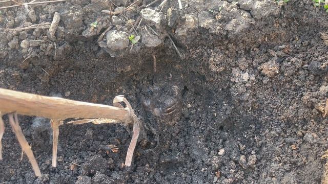 Откапываем саженец винограда после первой зимовки