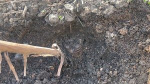 Откапываем саженец винограда после первой зимовки