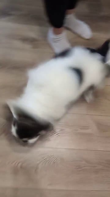 Чихуа Роби 5лет 6,5кг впервые чистим зубки