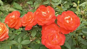 Super Trouper — одна из самых ярких оранжевых роз