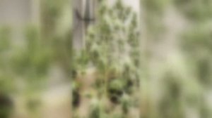 Криминал недели в программе «По горячим следам», выпуск 16 апреля