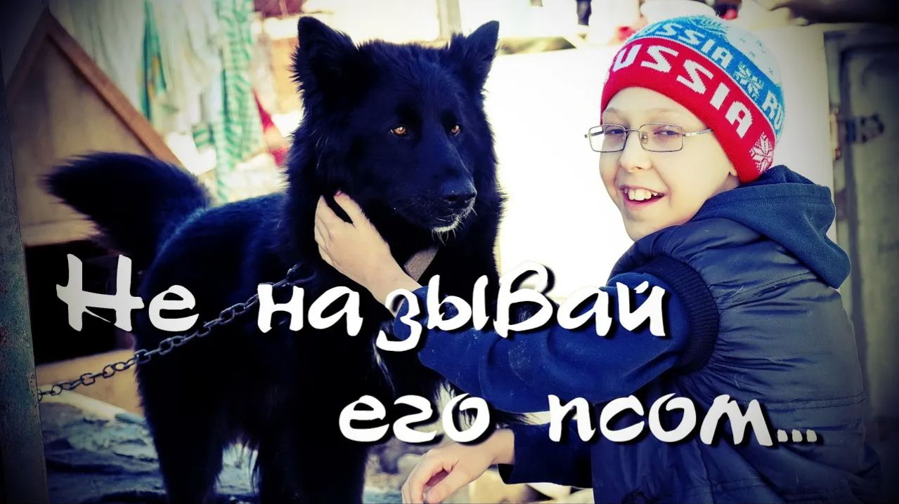 Приют Академгородка Право животных на жизнь