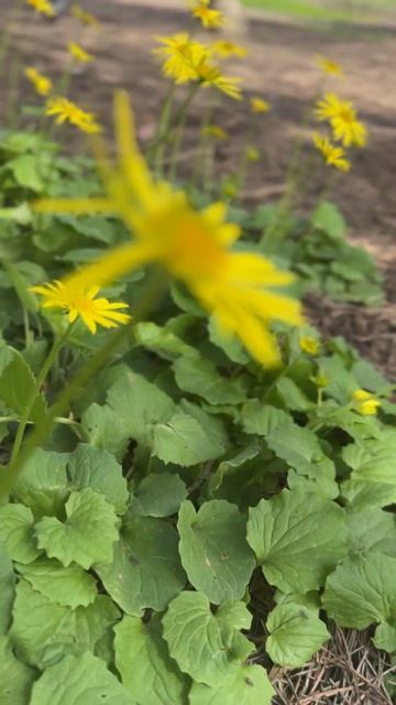 #мамаотличника #паркикраснодара #весна2026