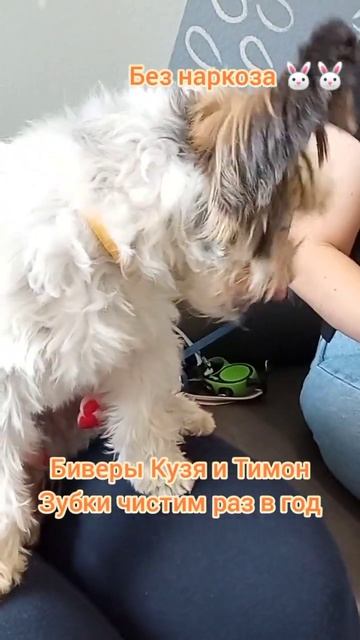 Биверы Кузя и Тимон зубки чистим раз в год собака чихуахуа