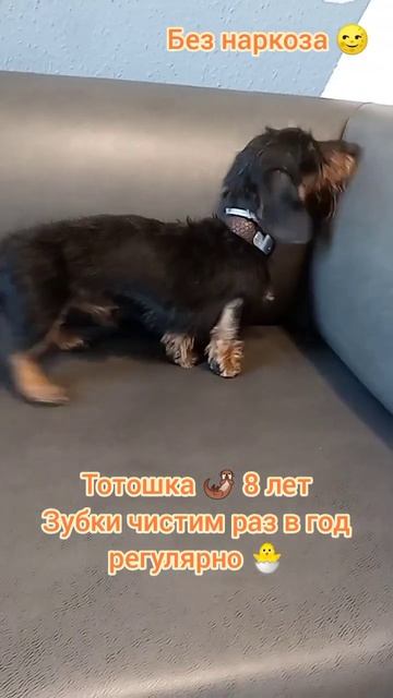 Тотошка  8 лет, Зубки чистим раз в год регулярно