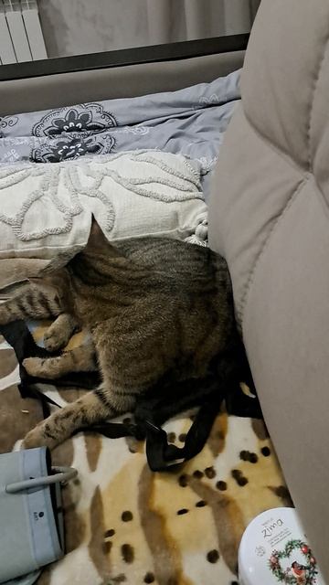 ленивая кошачья охота