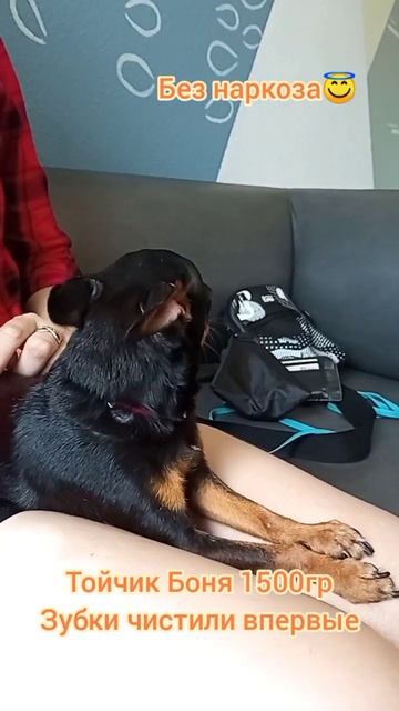 Тойчик Боня 1500 грамм, зубки чистим раз в год