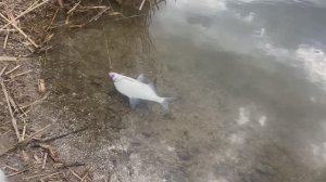 Мормышинг. Незапланированная рыбалка.