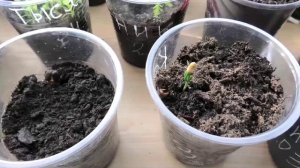 Росток рассады кедра