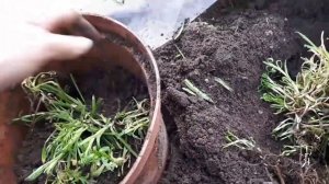 2362.  Сегодня разделим мн гвоздику. ВПЛ.