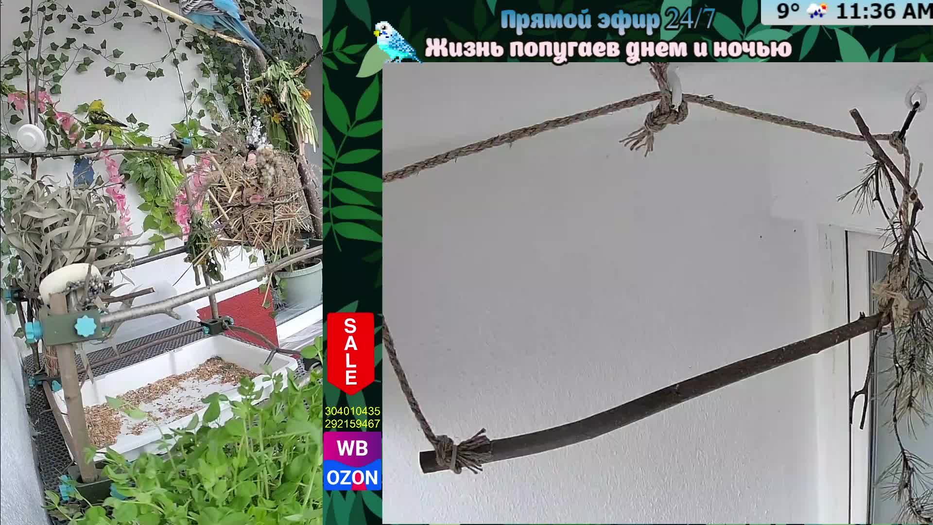 Волнистые попугаи 🦜🦜🦜 | авиарий на балконе📍