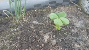 12 апреля 2026 г.На даче посеяла капусту и цветы