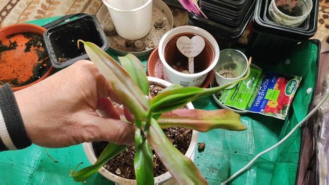Пересаживаю укоренённый черенок Непентеса Алата из горшочка 0,5 литра в красивый горшок 1,4 литра