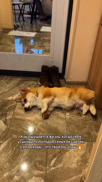 corgi корж каждый день