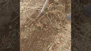 Сад огород.Зачистка пырея ,после мотоблока. Второй проход граблями.