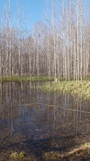 Приятно быть в таком месте. 

#лес #весна #апрель #вода #солнечно #влесу #спокойно #приорода #прогул