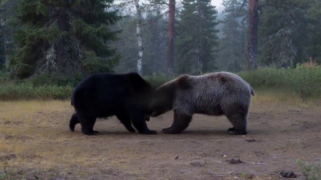 такая необычная природа

MEDY MEDYNIB Magic magicpen magicpencil aiart