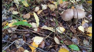 Р. Бёрнс. Ленивый туман