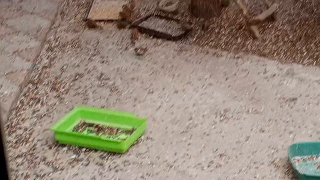 шумно от белок и птиц