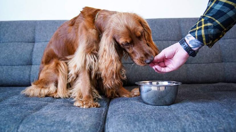Кинолог назвал причины быстрого поедания корма собакой