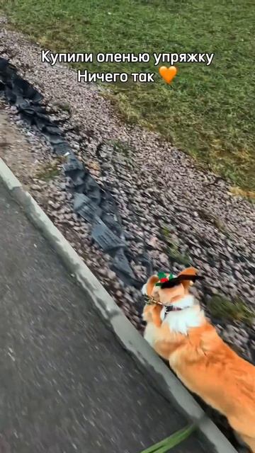 Какое новогоднее чудо