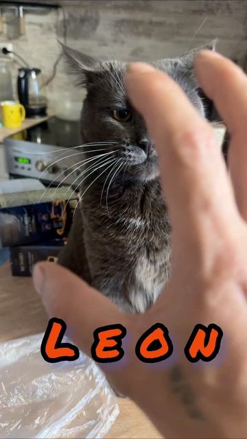 Чё за Лев этот Тигр. #кот #приколы