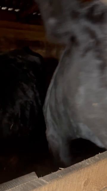 
приютСудьба приютдляживотных животные коровы