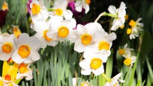 СП Добиваю недовязы 5/2026 Отчёт 16 с Мариной Стоговой