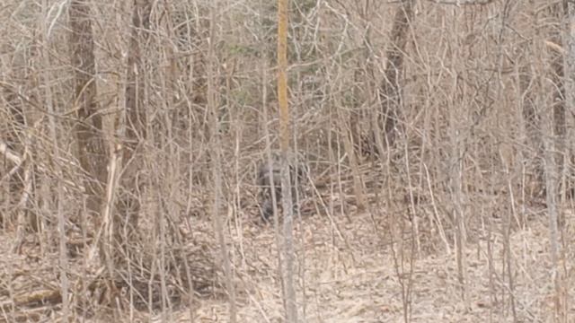 Приключения в Смоленском лесу (часть 1)