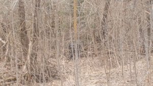 Приключения в Смоленском лесу (часть 1)