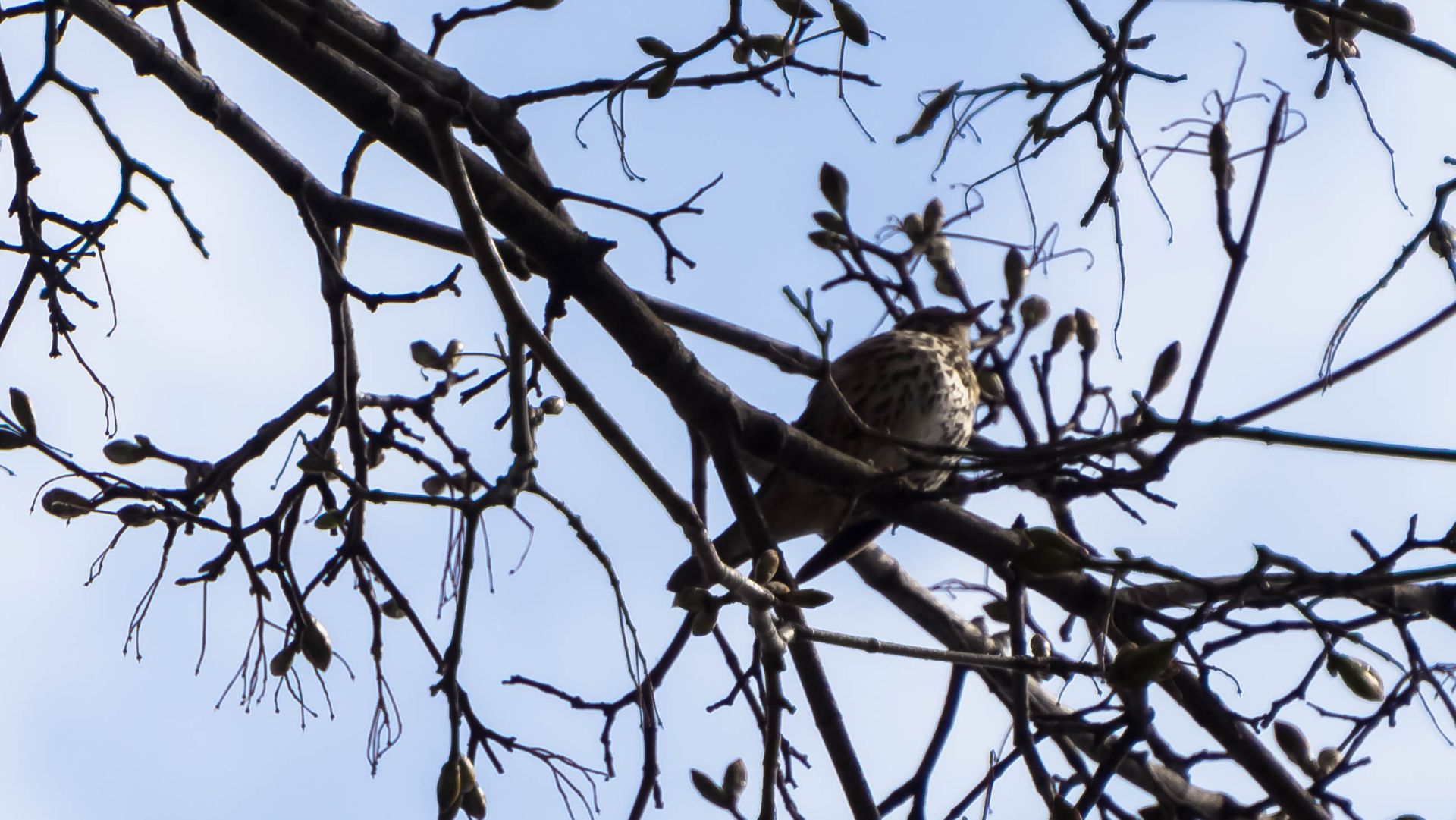 Трели певчего дрозда