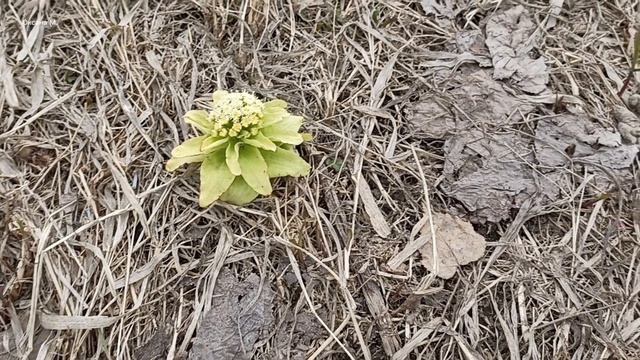 Распустились крокусы - первые цветочки. 17 апреля.mp4